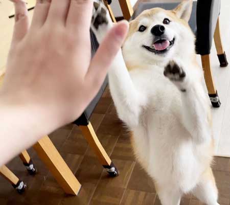 柴犬 会いに行ったとき 帰るとき 反応 リアクション 表情 違い 差