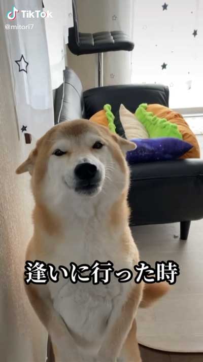 柴犬 会いに行ったとき 帰るとき 反応 リアクション 表情 違い 差