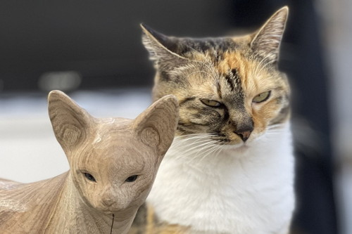 モッシリあかねちゃん