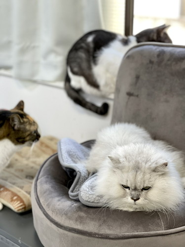 一緒に暮らす猫ちゃん