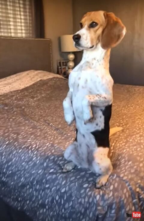 立っているワンコ