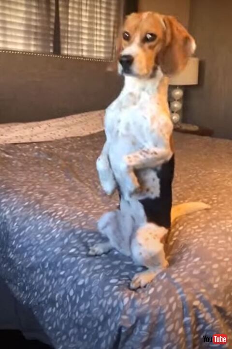 こっちを見るワンコ