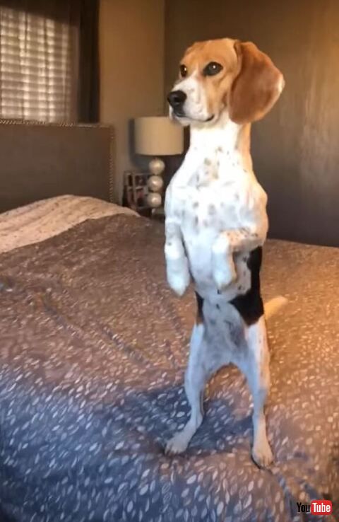 さらに立ち上がるワンコ