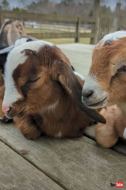 笑っているように寝るヤギ