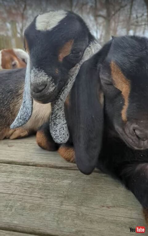 寄り添っているヤギ