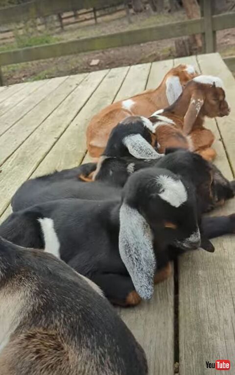 ヤギたくさんうつっている