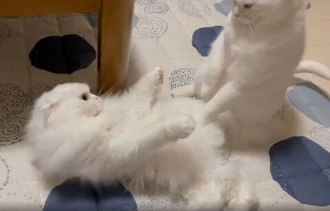 体が引き気味しらたまくん