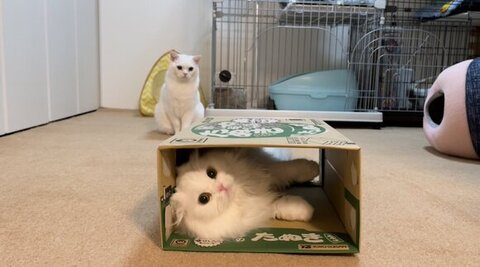 ダンボールに入ってる月ちゃんを見つめるしらたまくん