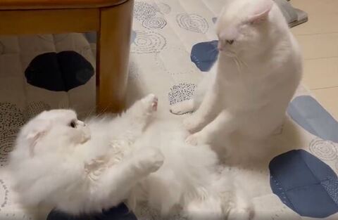 視線が気まずそうに右側にあるしらたまくん