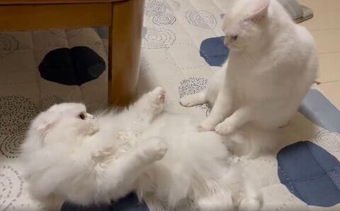 ふみふみするしらたまくん