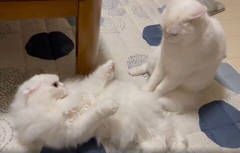 うつむくしらたまくん