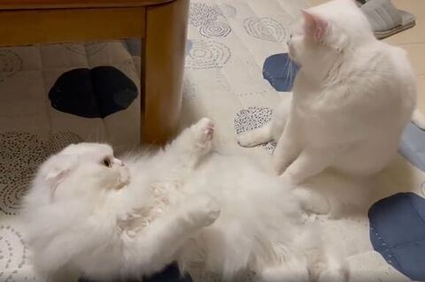 視線をそらすしらたまくん