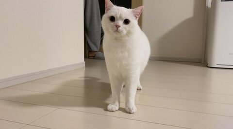 立ってこっち見てるしらたまくん