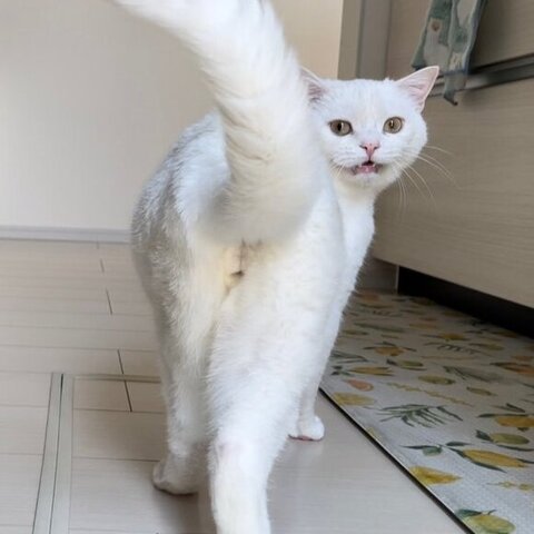 振り返ってるしらたまくん