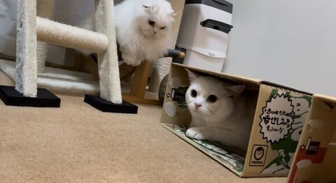 ダンボールに入ってるしらたまくんを見る月ちゃん