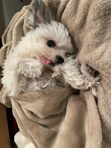 現在のワンコの写真