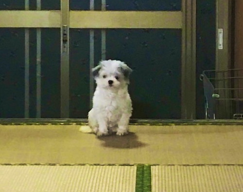 ふさふさ