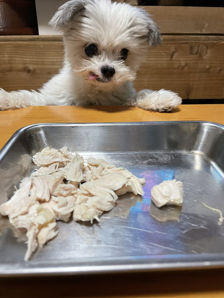 ササミを前にした犬