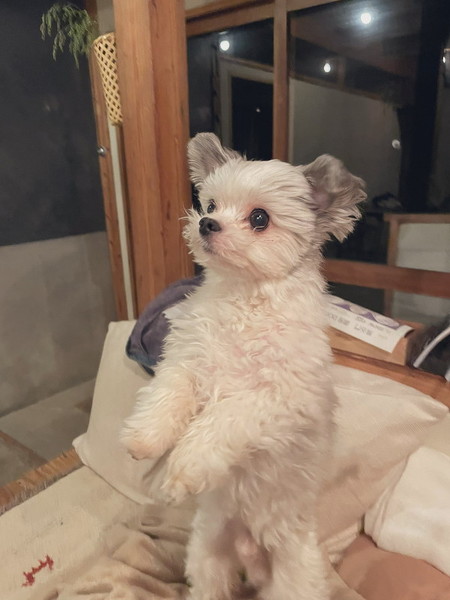 後ろ足で立つワンコ