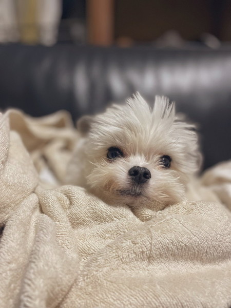 毛布とワンココ