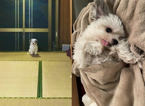 5年前と現在のワンコの写真