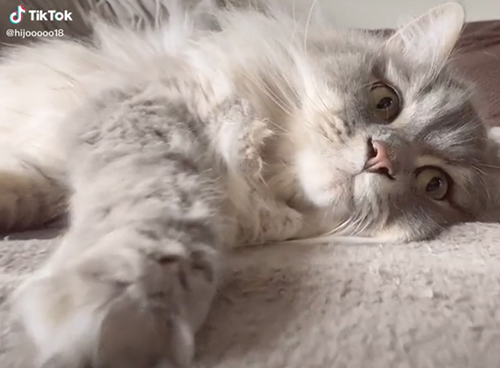 ふみふみテオくん