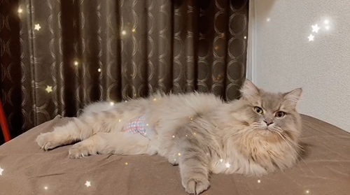 キラキラテオくん