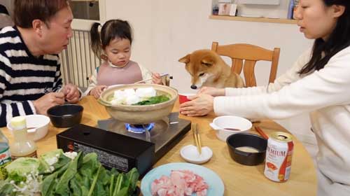 柴犬 おかわり 一緒に 食卓 催促 ご飯