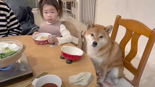 柴犬 おかわり 一緒に 食卓 催促 ご飯