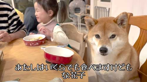 柴犬 おかわり 一緒に 食卓 催促 ご飯