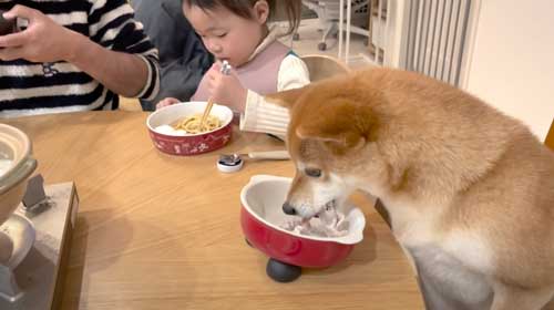 柴犬 おかわり 一緒に 食卓 催促 ご飯