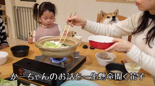 柴犬 おかわり 一緒に 食卓 催促 ご飯