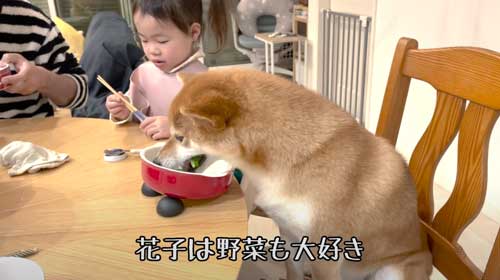 柴犬 おかわり 一緒に 食卓 催促 ご飯