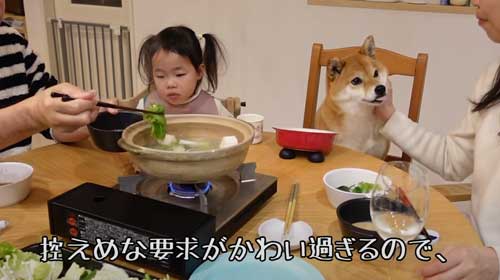 柴犬 おかわり 一緒に 食卓 催促 ご飯