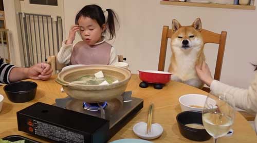 柴犬 おかわり 一緒に 食卓 催促 ご飯