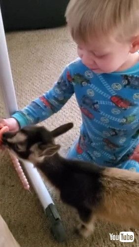 「Baby Gives a Binki to Baby Goat Millie || ViralHog」