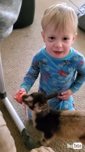 「Baby Gives a Binki to Baby Goat Millie || ViralHog」