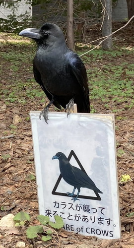 カラスの説得力アップ