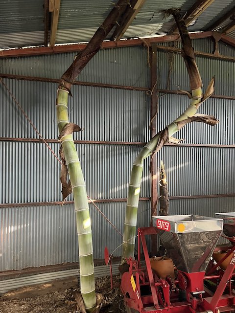 竹 タケノコ 倉庫 Twitter