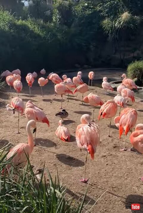 フラミンゴの中のカモを遠くから