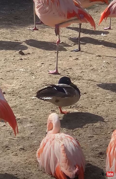 フラミンゴの中のカモをアップ