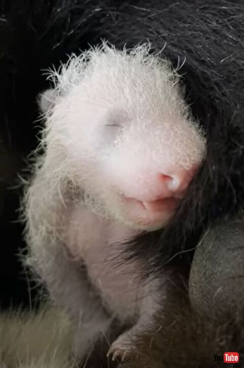 白い毛がはえてきたパンダ
