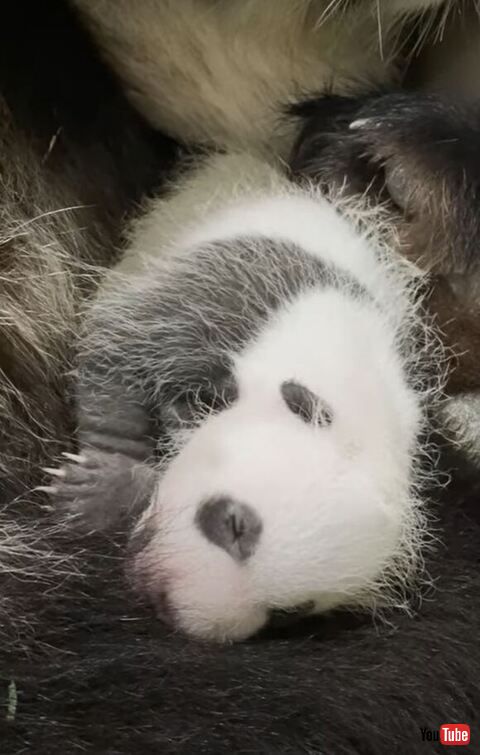 黒い模様も見えてきたパンダ