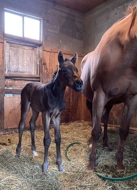 バズ子ちゃん立ってる