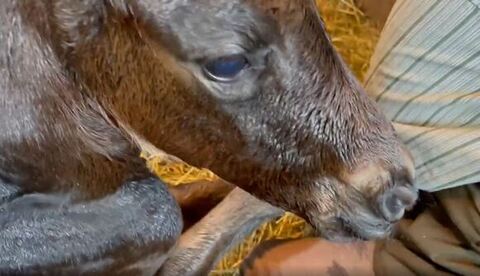 くりくりおめめの横顔アップ