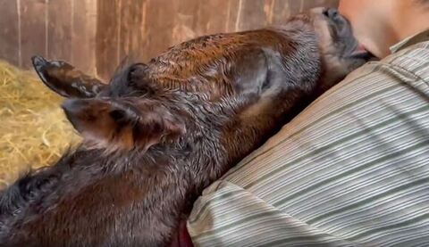 アゴを吸う仔馬