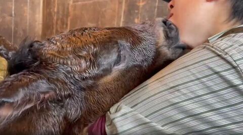 アゴを吸う仔馬寄り