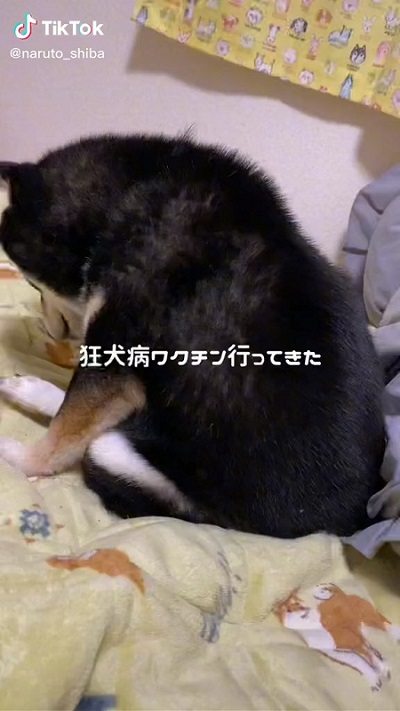 注射を打たれた柴犬