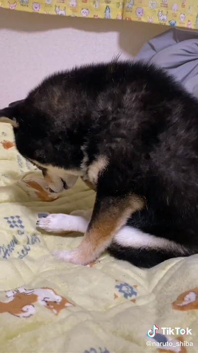 肩を落とす柴犬