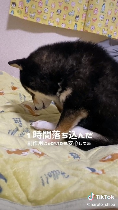 感情表現豊かな柴犬